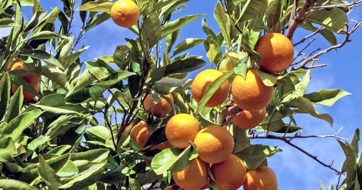 laranjas silves