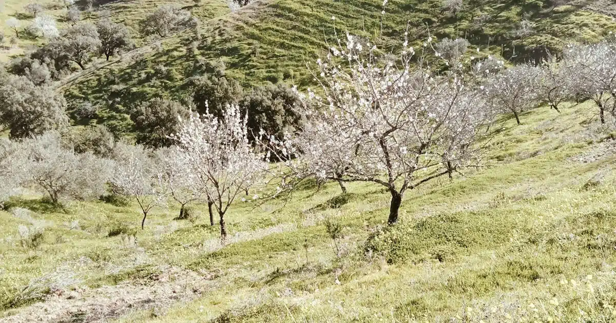 Campo com árvores floridas em colina.