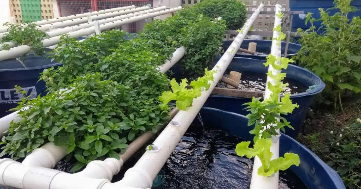 Sistema de aquaponia com alfaces e ervas aromáticas.
